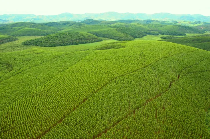 Uma visão ampla de uma plantação de eucalipto